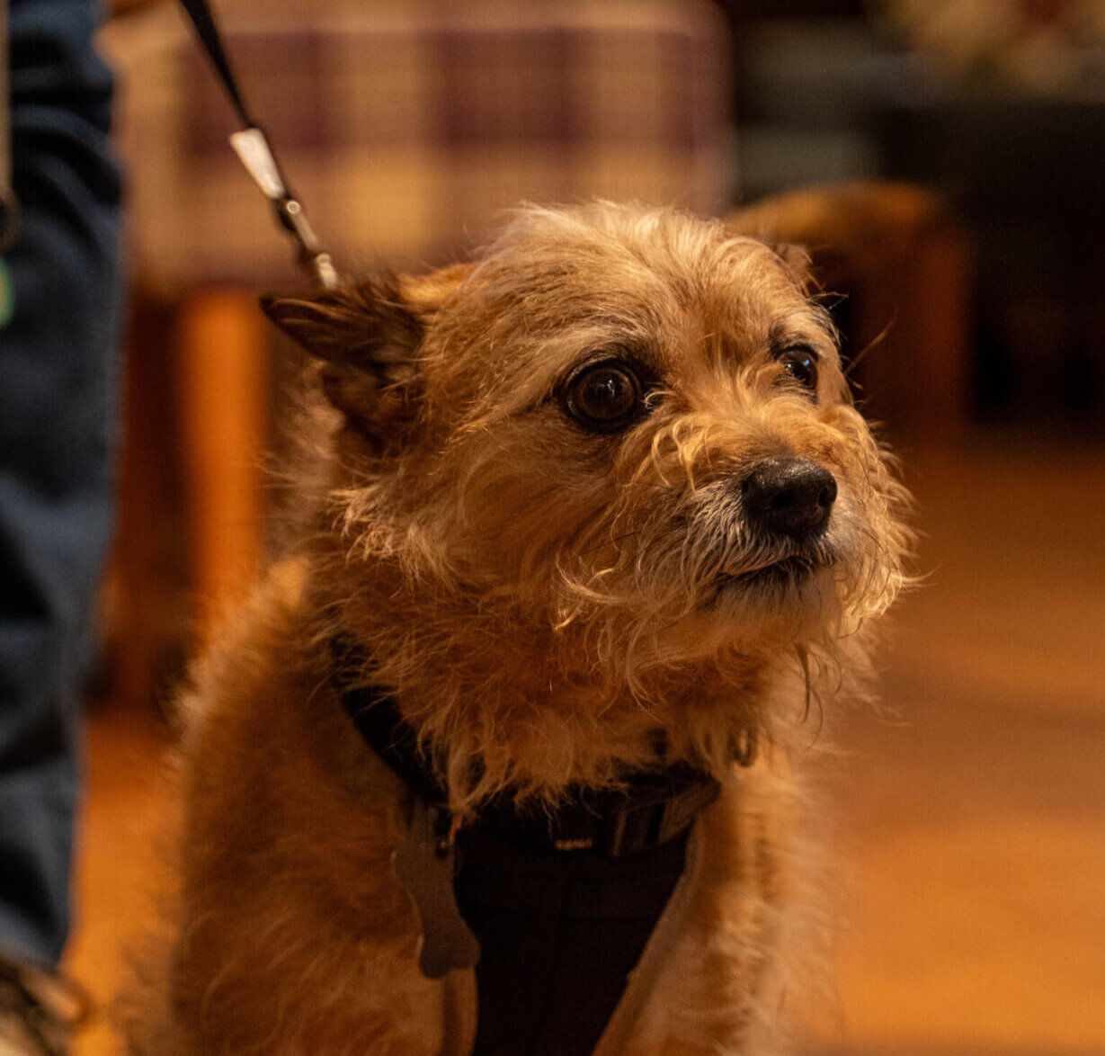 The George Hotel Amesbury Pet Friendly Hotel scaled e1757589230425